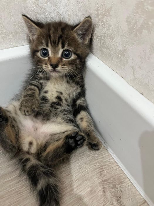 Шотландские кошки