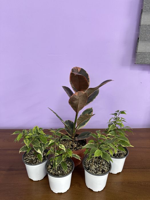 Фикусы , ухоженные адоптирлванные