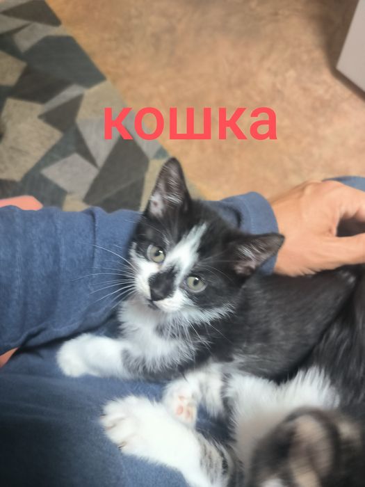 Отдам котят бесплатно