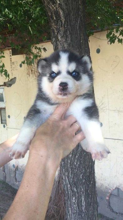 Красотке один месяц хаска