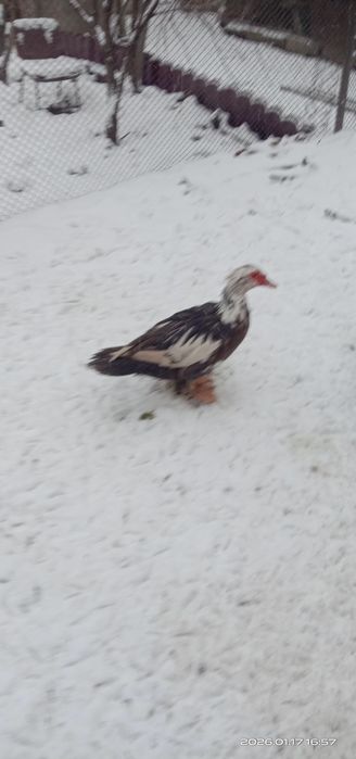 Индоутки пара. Индоутки.