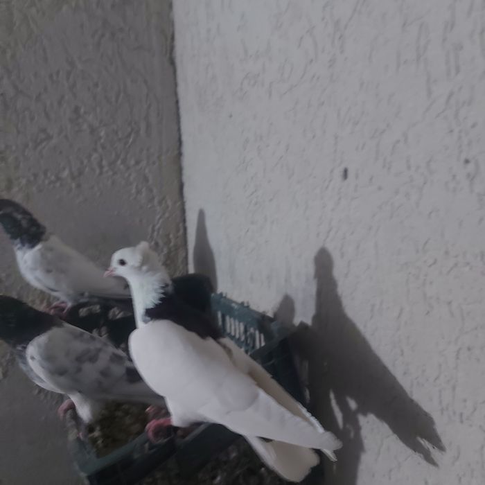 Чернашейк самец лет игра тяга канкретна