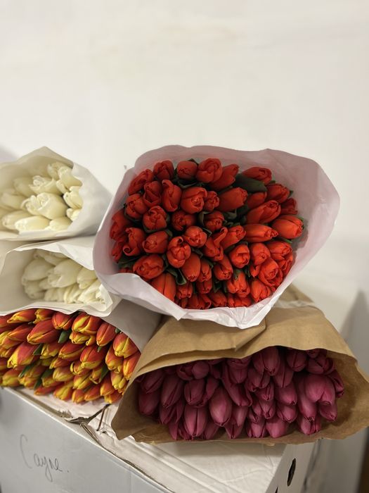 Тюльпаны оптом Караганда