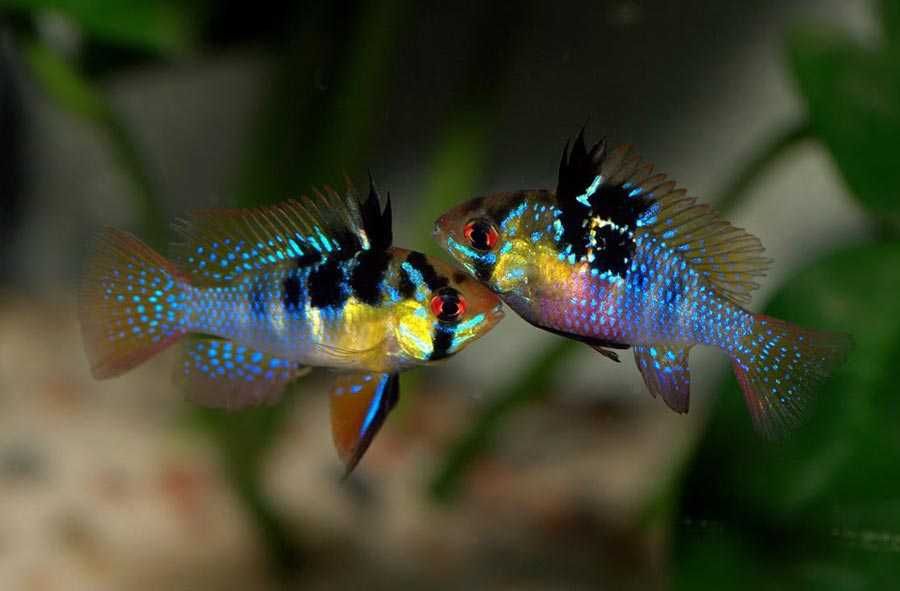 Апистограмма Рамирези в Аква Зоо салоне " Посейдон"!!!