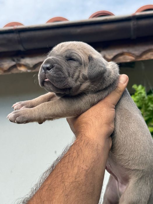 Продавам Кане Корсо