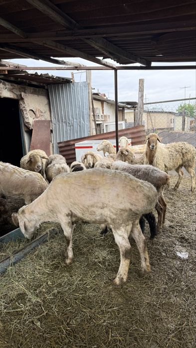 Продам Большого Кочкара