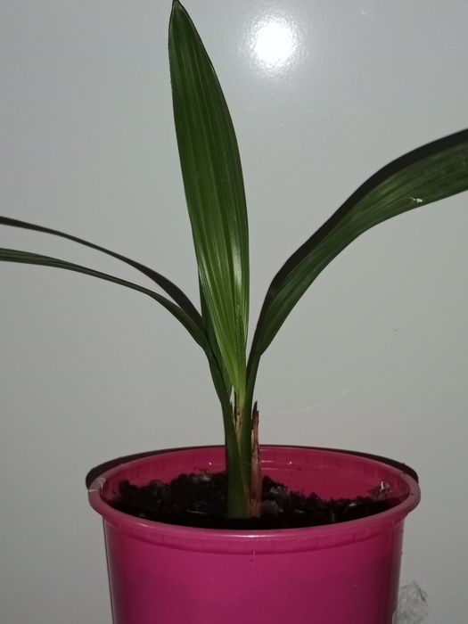 Финиковая пальма