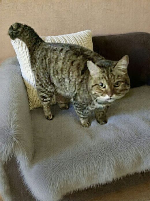Новый дом для кошечки и котика