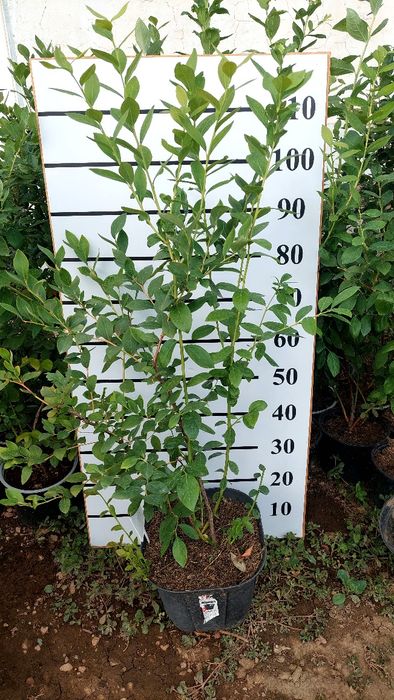 Саженцы голубики