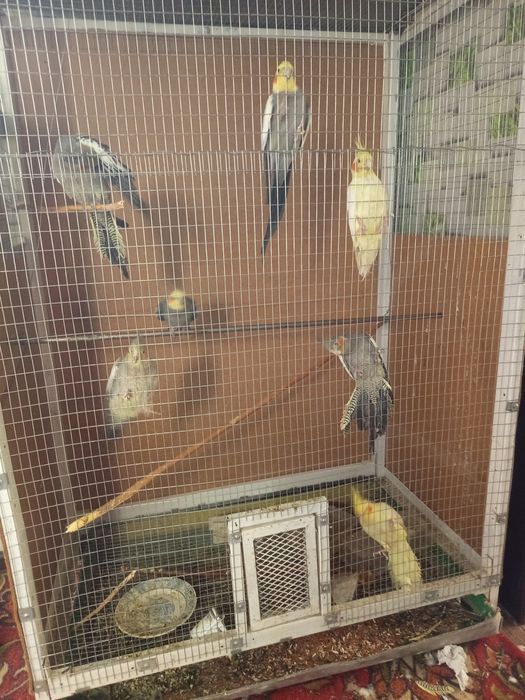 Попугай Корелла продам