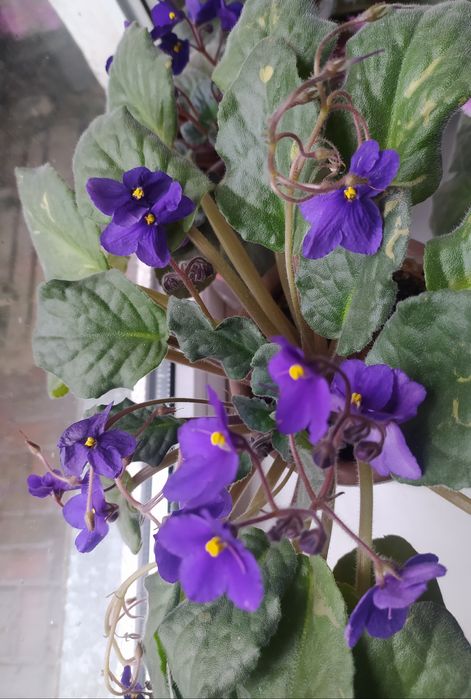 Фиалка сорт Blue boy