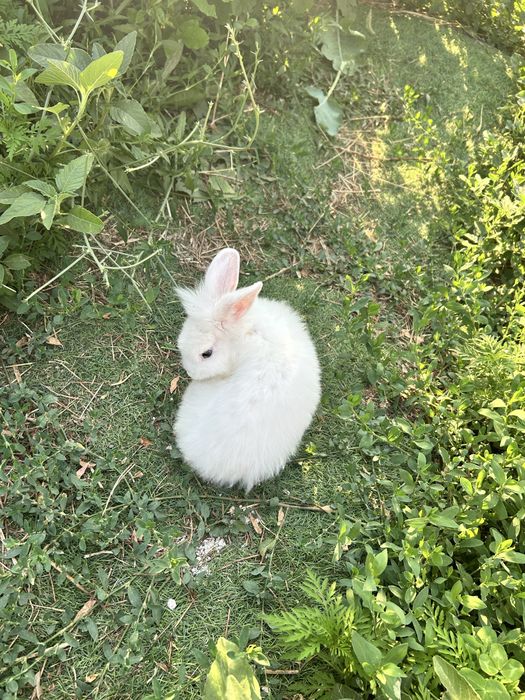 Кролик живой, декоративный