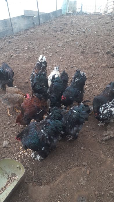 Vând Cocoși Brahman