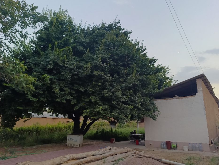 Uy sotiladi 10 sotix