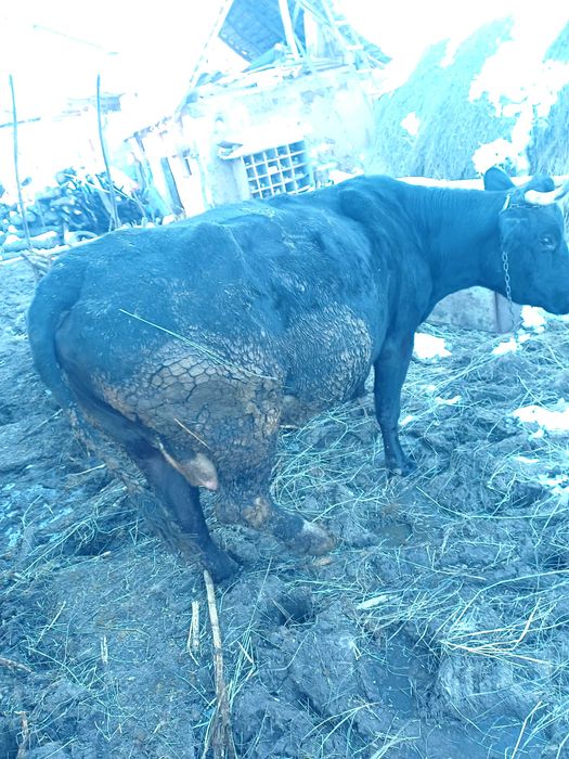 Taur  si o vaca de vânzare