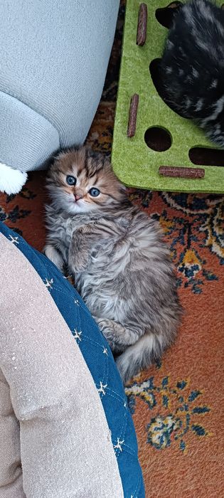 Котята шотландцы