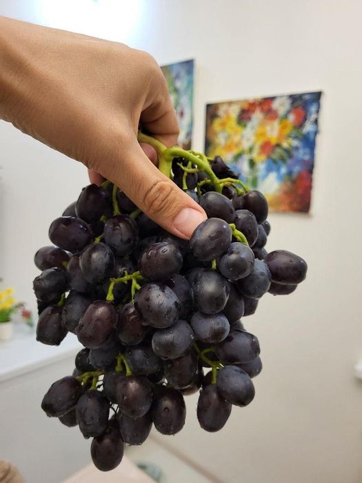 Виноград черенки