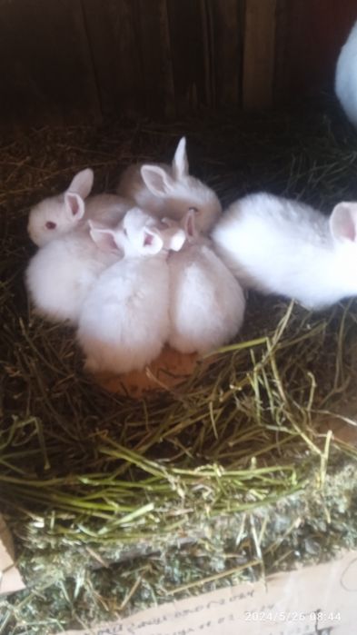 Прадам кральчат виликанав