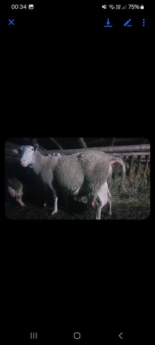 Vand berbeci rasa foarte buna laguna franceza .