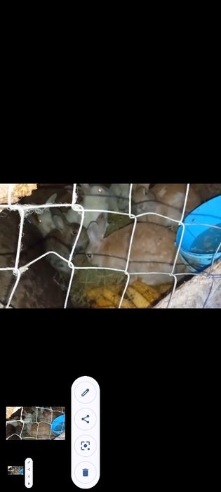 Vând  epurii Judetul Vaslui Sat Mitoc Preț 60 lei bucata