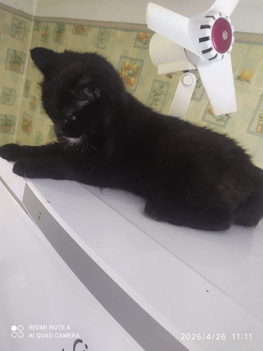 отдам кошку в добрые руки