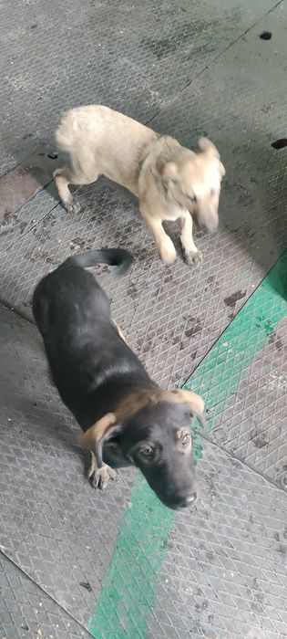 Щенки ищут семью