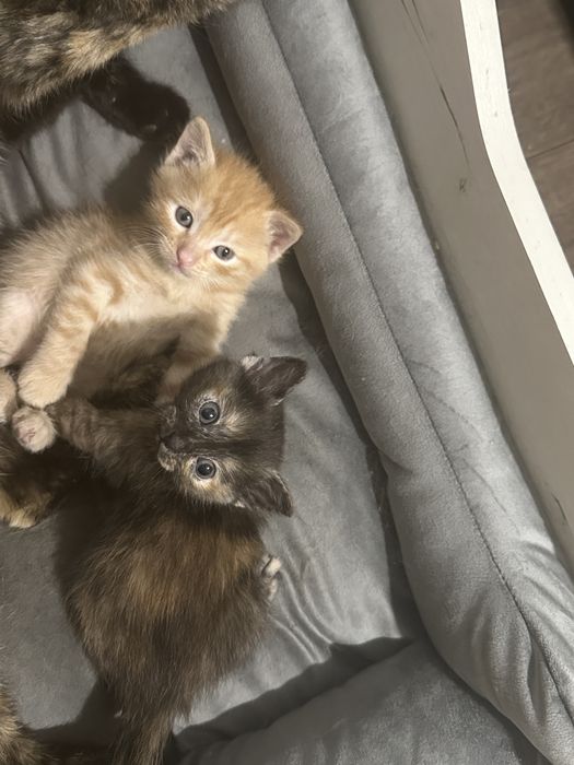 Котята , мама крысоловка