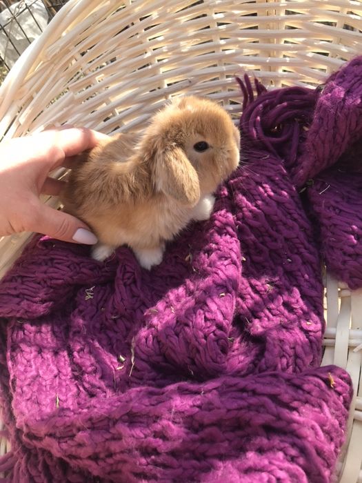 Кролики декоративные Карликовые