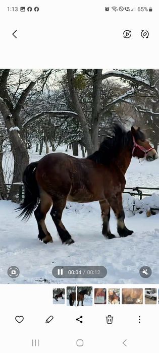 Vând cal garantat la  căruță  și la pădu re