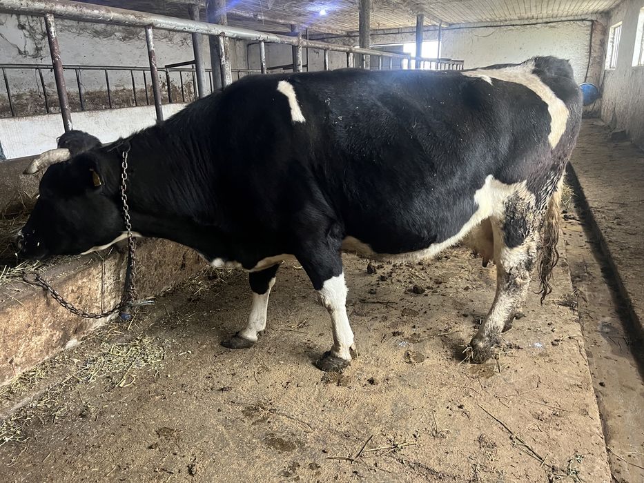 Vand vaca gestanta in luna a8