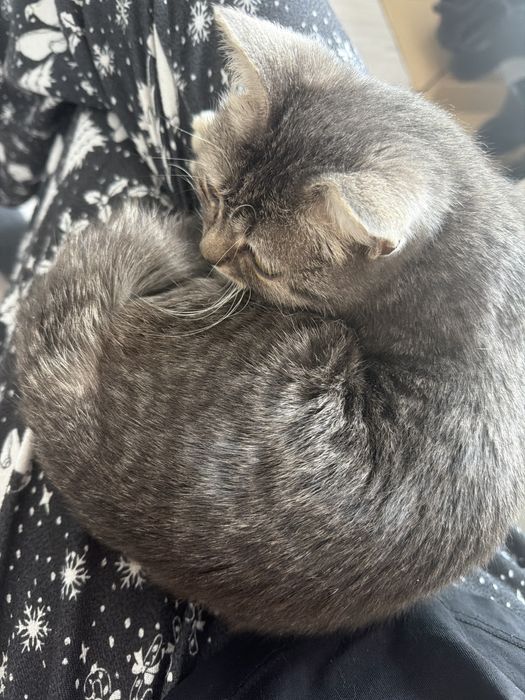 Отдадим котенка в добрые руки