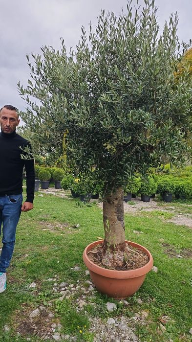 Maslin secular, maslini grosi