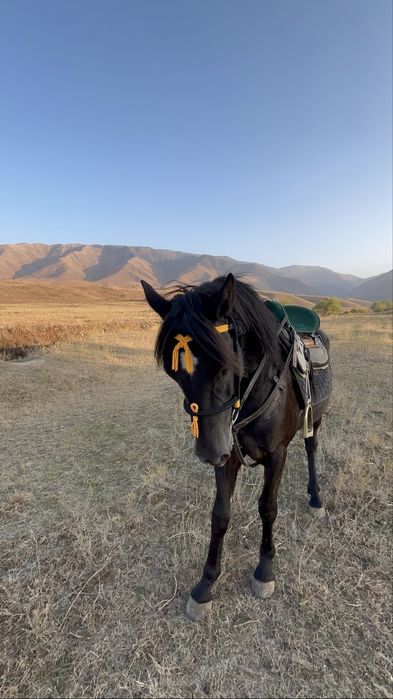 Продам журебчика