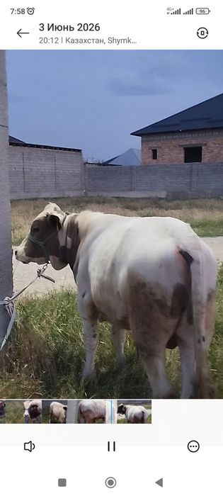 Бука сатылады 2 бас,