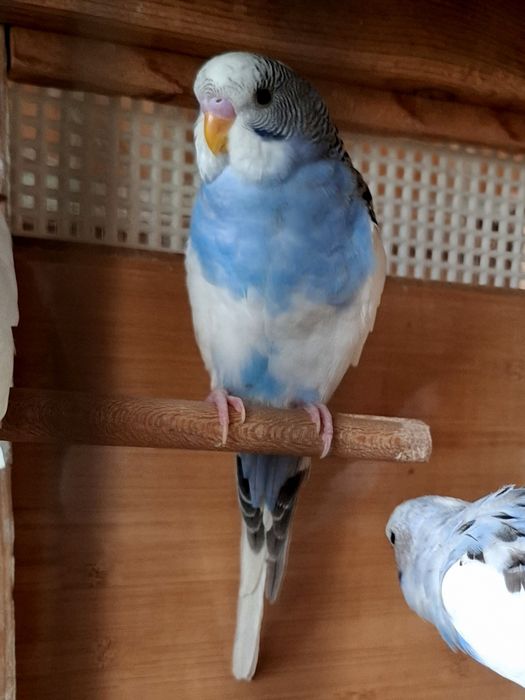 Волнистые попугаи.