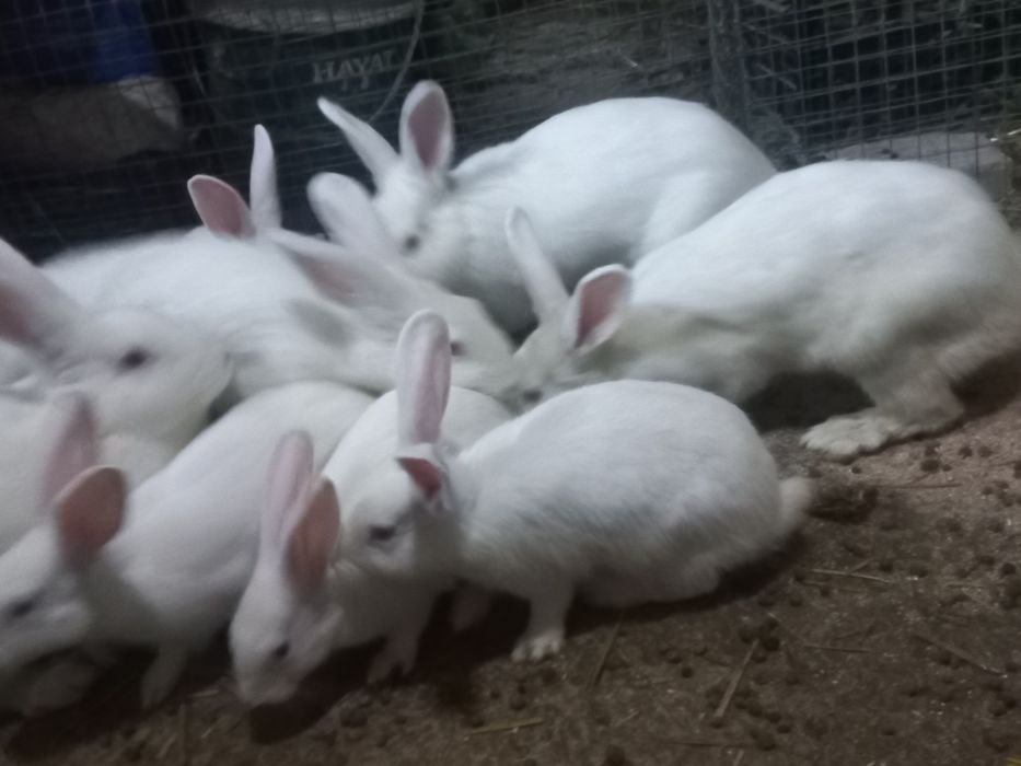 Quyonlar sotiladi 60 mngdan 150mnggacha