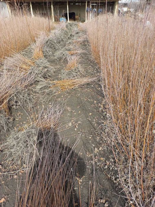 БЕРЁЗА (ок кайин) кучатлари 60 -400 см