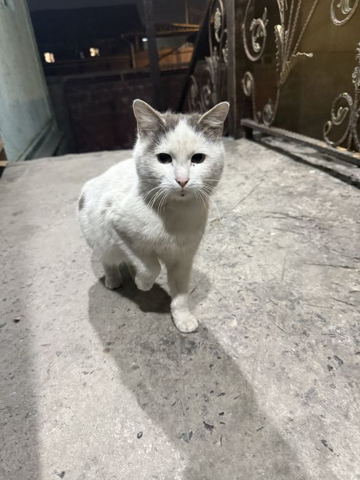 Коты в добрые руки