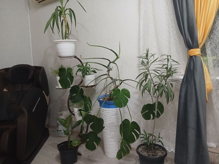 Продам цветы  с подставками