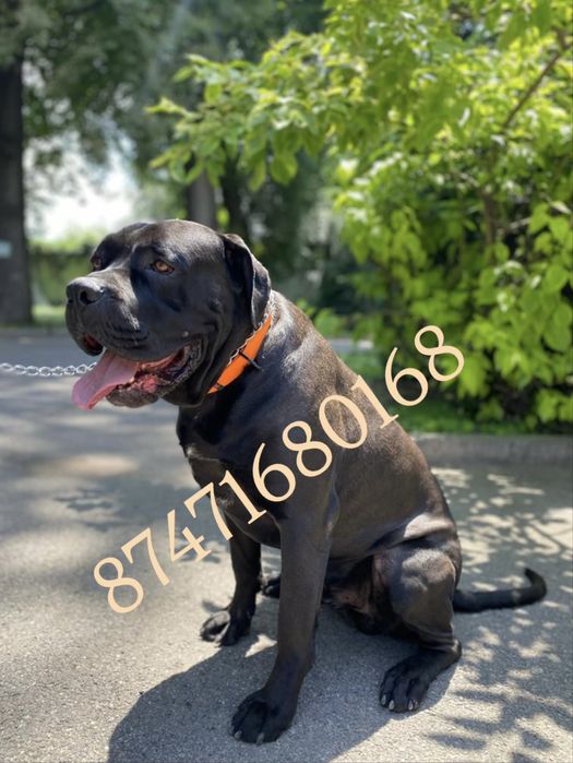 Кабель Кане Корсо вязка