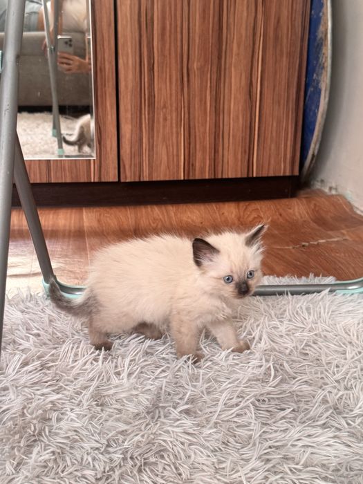 Котенок в хорошие руки