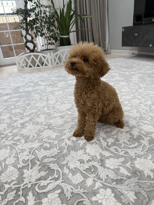 Продается Той пудель