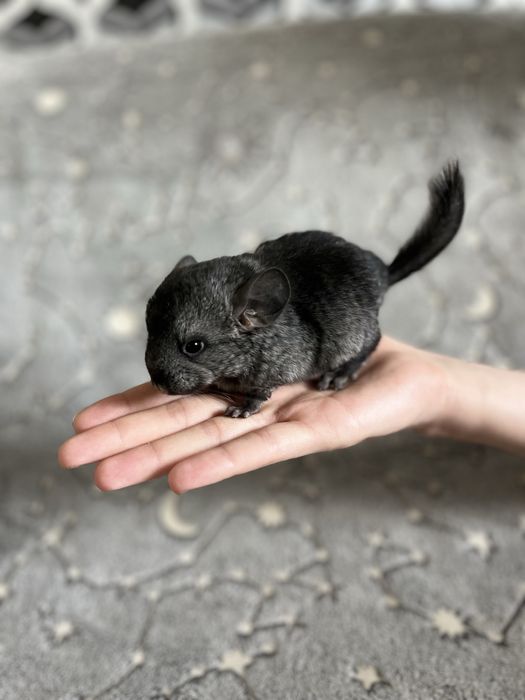 Шиншилла 2 02.03