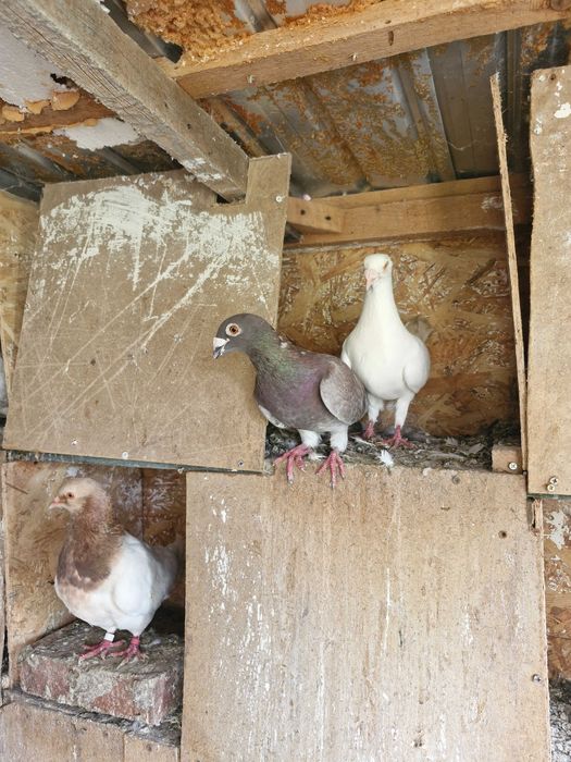 Porumbei texani, jucători, satineți, voiajori disponibili