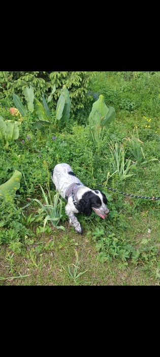 Спаниель щенки продам