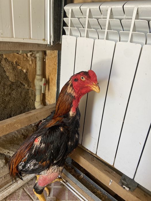 Дакан куима