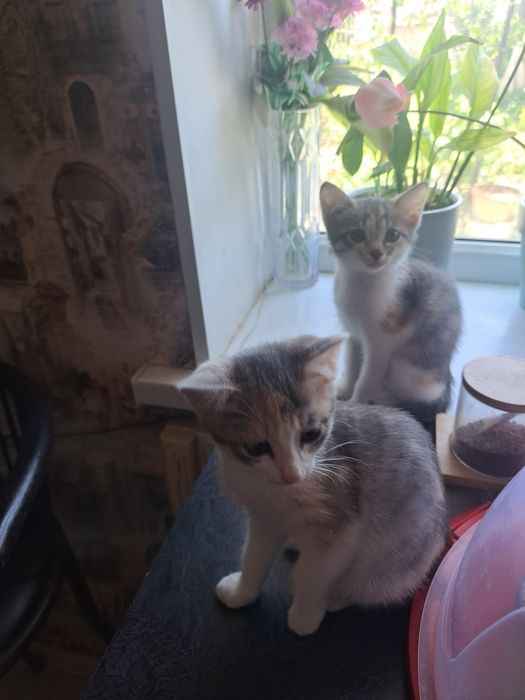 Котята бесплатно