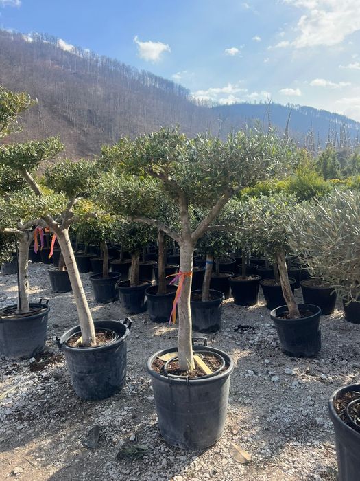 Plante ornamentale tuia leylandii smarald măslini
