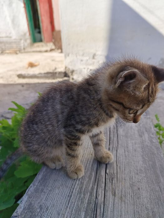Отдам котят в надёжные руки