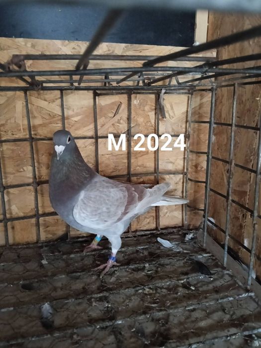 Porumbei voiajori sport